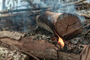Com 12 mil focos de incêndio, desmatamento avança no Cerrado durante a pandemia Com 12 mil focos de incêndio, desmatamento avança no Cerrado durante a pandemia