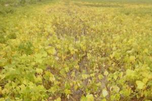 Chuvas prejudicam produção de feijão no agreste de Pernambuco